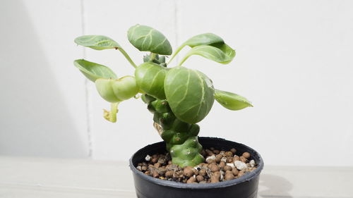 Close-up of potted plant against white background