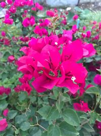 Close-up of pink flowers blooming outdoors