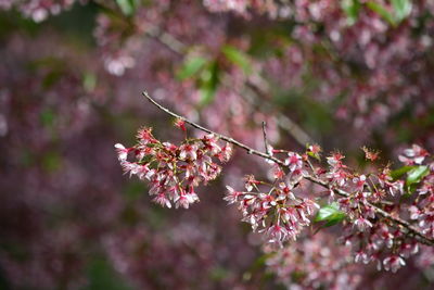 Close-up of pink cherry blossoms in spring