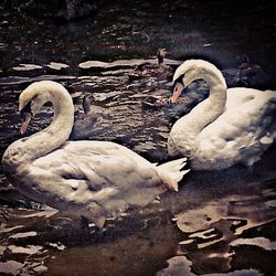 View of an animal in pond