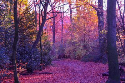 Footpath amidst trees in forest during autumn