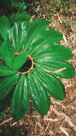 High angle view of plant on field