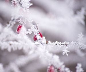 Close-up of flowers on snow