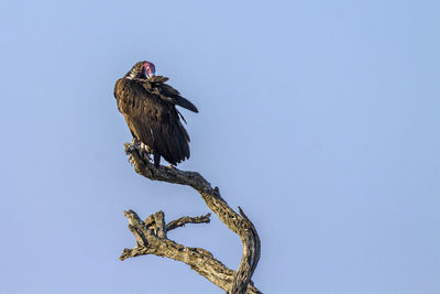 Bird perching on a tree