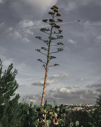 Low angle view of plants against sky