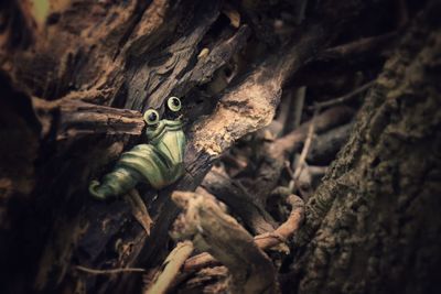 High angle view of insect on leaf