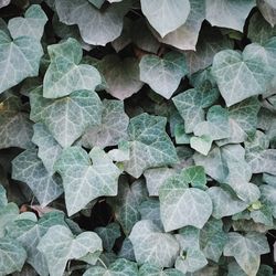 Full frame shot of leaves