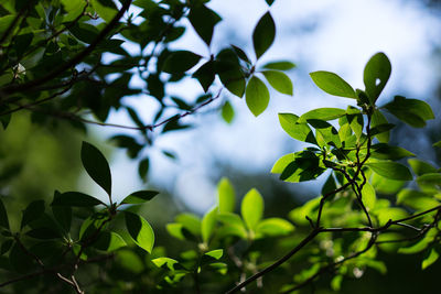 Low angle view of tree against sky