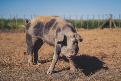 Full length of pig standing on field