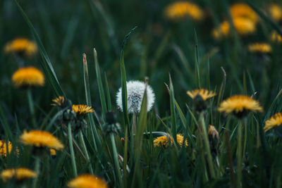 Close-up of yellow flowering plants on field