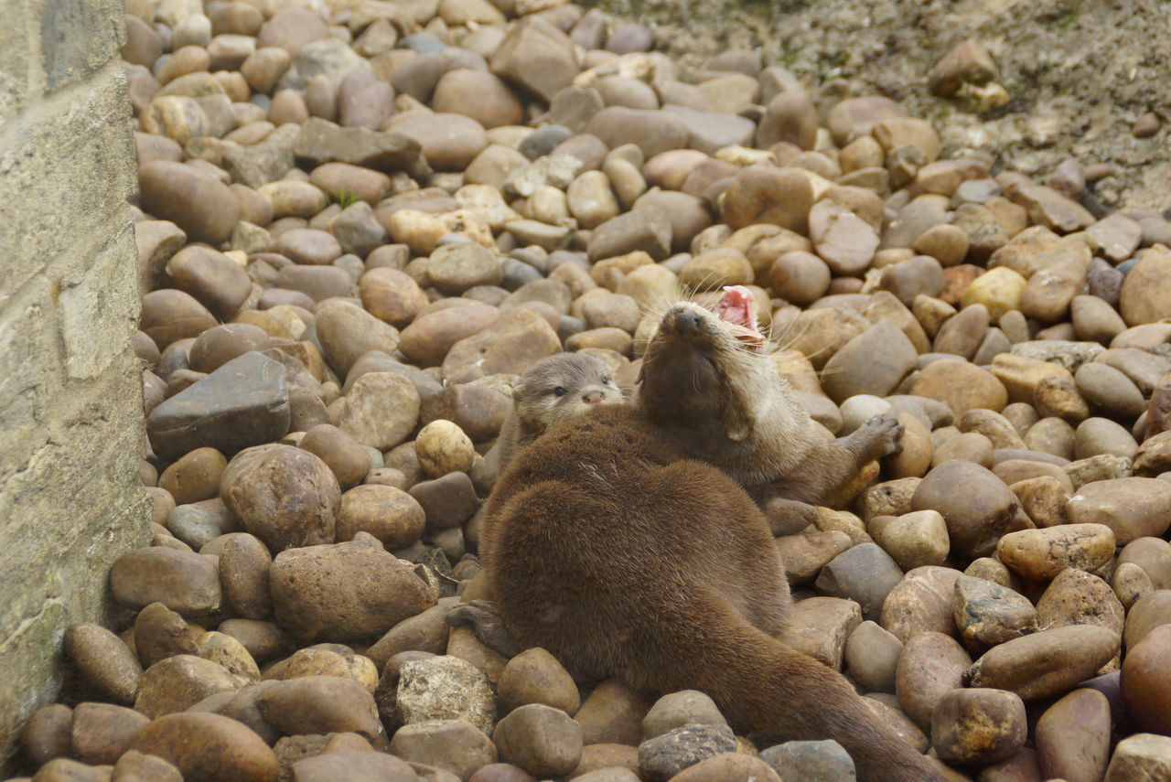 Otter Cub