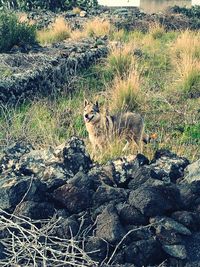 Cat sitting on rock