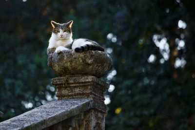 Cat perching on railing