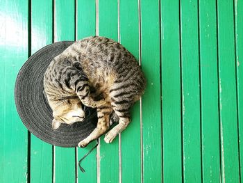 High angle view of cat sleeping on sun hat at table