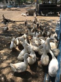 High angle view of birds on land