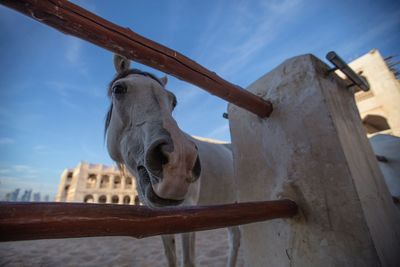 Low angle portrait of horse by fence on sandy beach