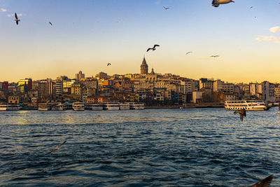 Birds flying over buildings in city by river