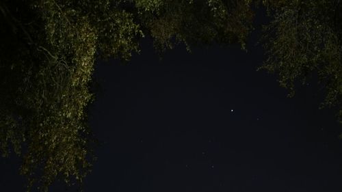 Trees in forest at night