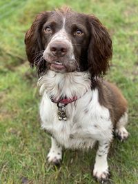 Portrait of dog on field