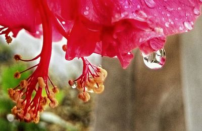 Close-up of pink flower