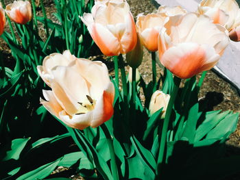 Close-up of pink flowers