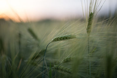 Close-up of barley field against sky during sunset