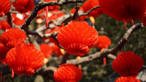 Low angle view of chinese lanterns hanging from tree