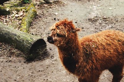 View of an animal on land