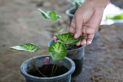 Midsection of person holding plant