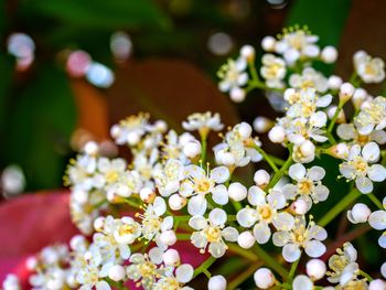 Close-up of white daisy flowers