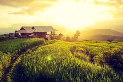 Scenic view of field against sky at sunset