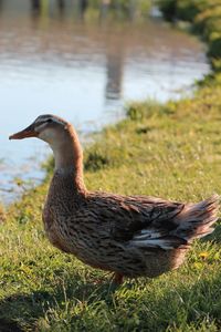 Close-up of duck on field by lake