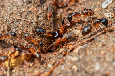 Close-up of ant on ground