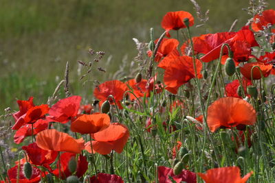 Close-up of red poppy blooming in field