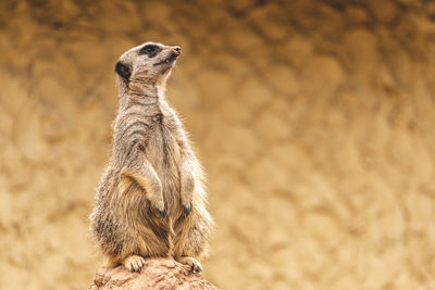 Profile shot of meerkat on lookout