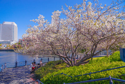 Cherry blossom tree by buildings against sky