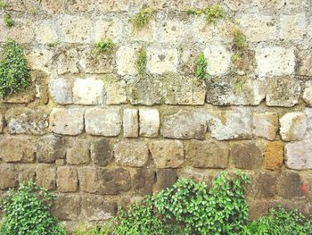 Full frame shot of plants growing on stone wall