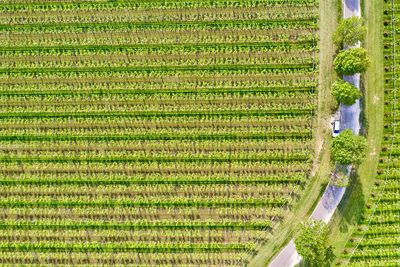 High angle view of corn field