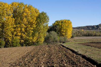 Trees on field against clear sky during autumn