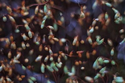 Full frame shot of leaves