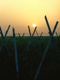 Close up of grass at sunset