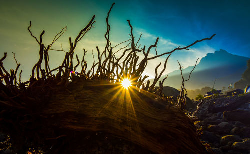 Close-up of plants against sky during sunset
