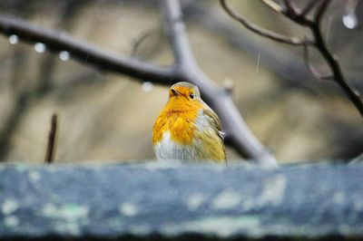 Close-up of robin perching outdoors