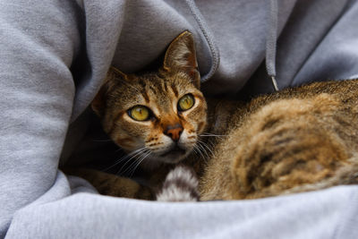 Close-up portrait of tabby cat