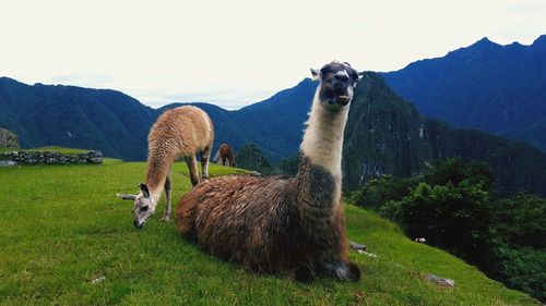 Sheep on field against mountain range
