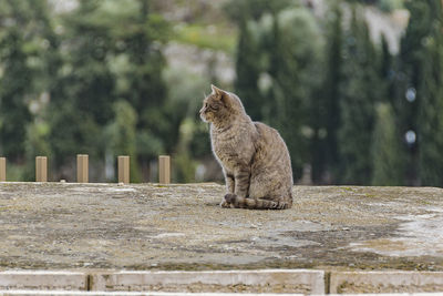 Side view of a cat sitting on wood