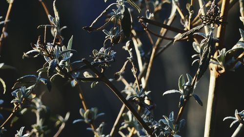 Close-up of flowers blooming outdoors