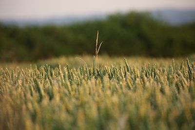 Close-up of stalks in field