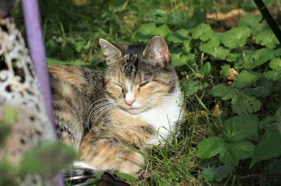 Cat resting on a plant