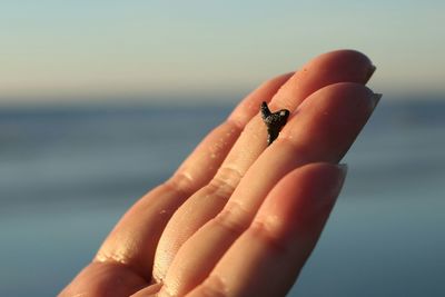Close-up of hand holding insect against sea